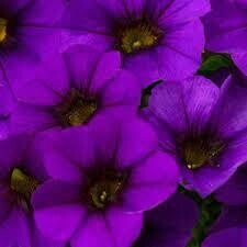CALIBRACHOA VIOLACEOUS - 4.5 CALIBRACHOA VIOLACEOUS - 4.5" SQ POT