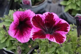 PETUNIA CRAZY COSMIC VIOLET - 4.5 PETUNIA CRAZY COSMIC VIOLET - 4.5" SQ POT