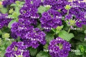 VERBENA VANESSA STD BLUE -4.5 VERBENA VANESSA STD BLUE -4.5" SQ POT