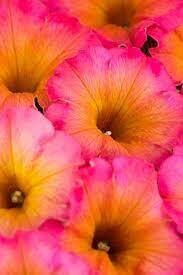 PETUNIA FLOWER SHOWER MAYAN SUNSET - 4.5" SQ POT