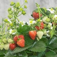 STRAWBERRY SUMMER BREEZE SNOW - 4.5 STRAWBERRY SUMMER BREEZE SNOW - 4.5" SQ POT