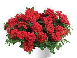 VERBENA VANESSA STD RED - 4.5 VERBENA VANESSA STD RED - 4.5" SQ POT