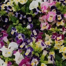 TORENIA HI LITE MIX - 6 PACK