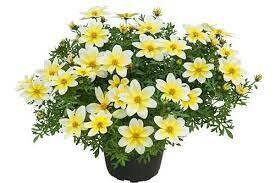 BIDENS SPICY ELECTRIC WHITE - 4.5 BIDENS SPICY ELECTRIC WHITE - 4.5" SQ POT