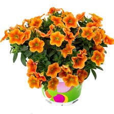 CALIBRACHOA PUMPKIN SPICE -  4.5" SQ POT