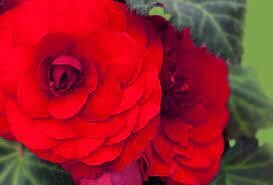 BEGONIA NONSTOP MOCCA DEEP RED