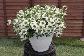 SCAEWOLA SURDIVA WHITE - 4.5" SQ POT