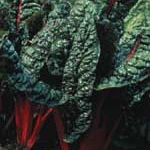 RHUBARB CANADA RED - 1 GALLON POT