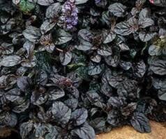 JUGA BLACK SCALLOP - 1 GALLON