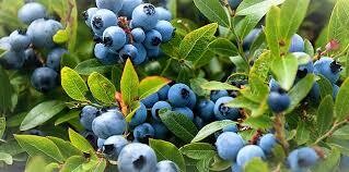 WILD BLUEBERRY - 1 GALLON POT