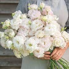 LISIANTHUS VOY 2 WHITE - 4.5" POT
