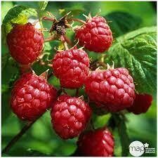 RASPBERRY HERITAGE - 1 GALLON POT