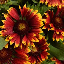 GAILLARDIA ORANGE HALO
