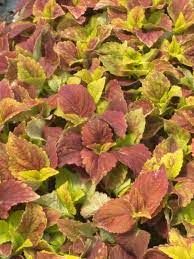COLEUS ALABAMA - 4.5" SQ POT