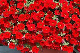 CALIBRACHOA CAL BRIGHT RED - 4.5" SQ POT
