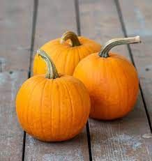 PUMPKIN SUGAR OR PIE - 3" SQ POT