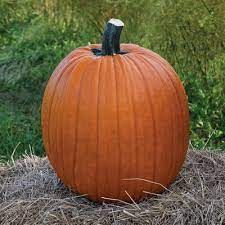PUMPKIN JACK O'LANTER - 3" SQ POT