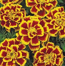 MARIGOLD DURANGO BEE - 6 PACK