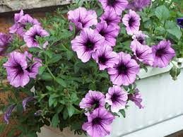 PETUNIA DADDY SUGAR - 6 PACK