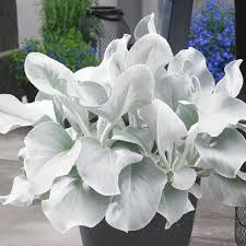 SENECIO CANDICA ANGEL WINGS - 5" POT