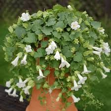 LOFOS COMPACT WHITE - 4" POTS