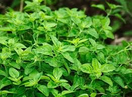 OREGANO ITALIAN - 5" RD POT