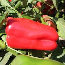 PEPPER RED IMPACT - 3" INCH SQ
