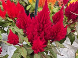 CELOSIA KIMONO RED - 4" SQ POT