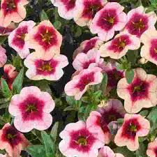 CALIBRACHOA EYECONIC STRAWBERRY - 4" SQ