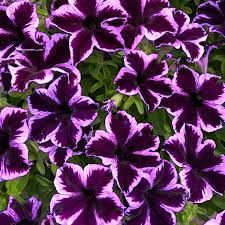 PETUNIAN CRAZY COSMIC PURPLE - 4" SQUARE POT