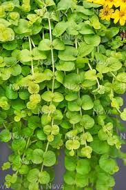 LYSIMACHIA KARAT - 4" SQ POT