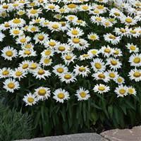 LEUCANTHEMUM MADONNA - 5" RD POT