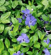 VINCA MINOR BOWLES - 5" RD POT
