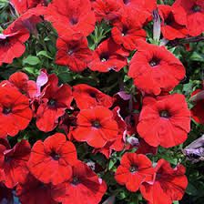 PETUNIA CAPELLA RUBY RED -  4" SQ POT