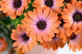 OSTEOSPERMUM BESTIE ORANGE - 4" RD POT