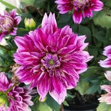 DAHLIA HYPNOTICA ELECTRIC PINK - 4" SQ POIT