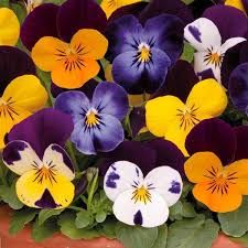 VIOLA PENNY JUMP UP MIX - 6 PACK