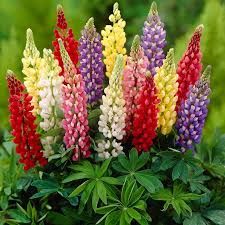 LUPINUS GALLERY MIX - 5" RD POT