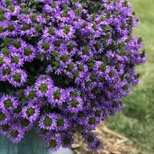 SCAEVOLA SC BLUE - 4" SQ POT