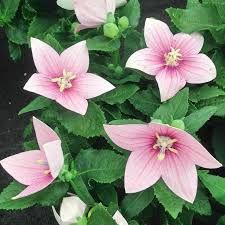 PLATYDODON POP PINK - 5" RD POT