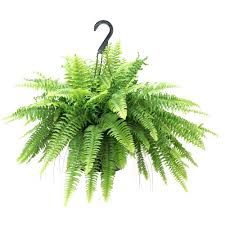 BOSTON FERN - 4" RD POT