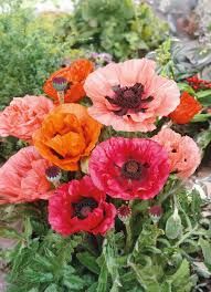PAPAVER ORIENTAL POPPY MIX - 5" RD POT