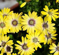 OSTEOSPERMUM POSITIVE YELLOW - 4" SQ POT
