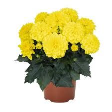 DAHLIA HYPNOTICA YELLOW - 4" RD POT