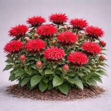 MONARDA BEE MINE RED - 5" POT