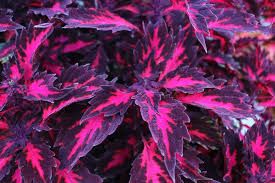 COLEUS DOWNTOWN ROYALTY - 4" SQ POT