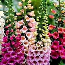 DIGITALIS FOXY MIX - 5" RD POT