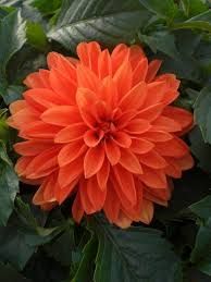 DAHLIA HYPNOTICIA  ORANGE - 4" SQ POT