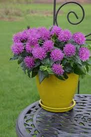 MONARDA BALMY PURPLE - 5' RD POT