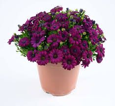OSTEOSPERMUM BESTIE DEV PURPLE - 4" SQ POT